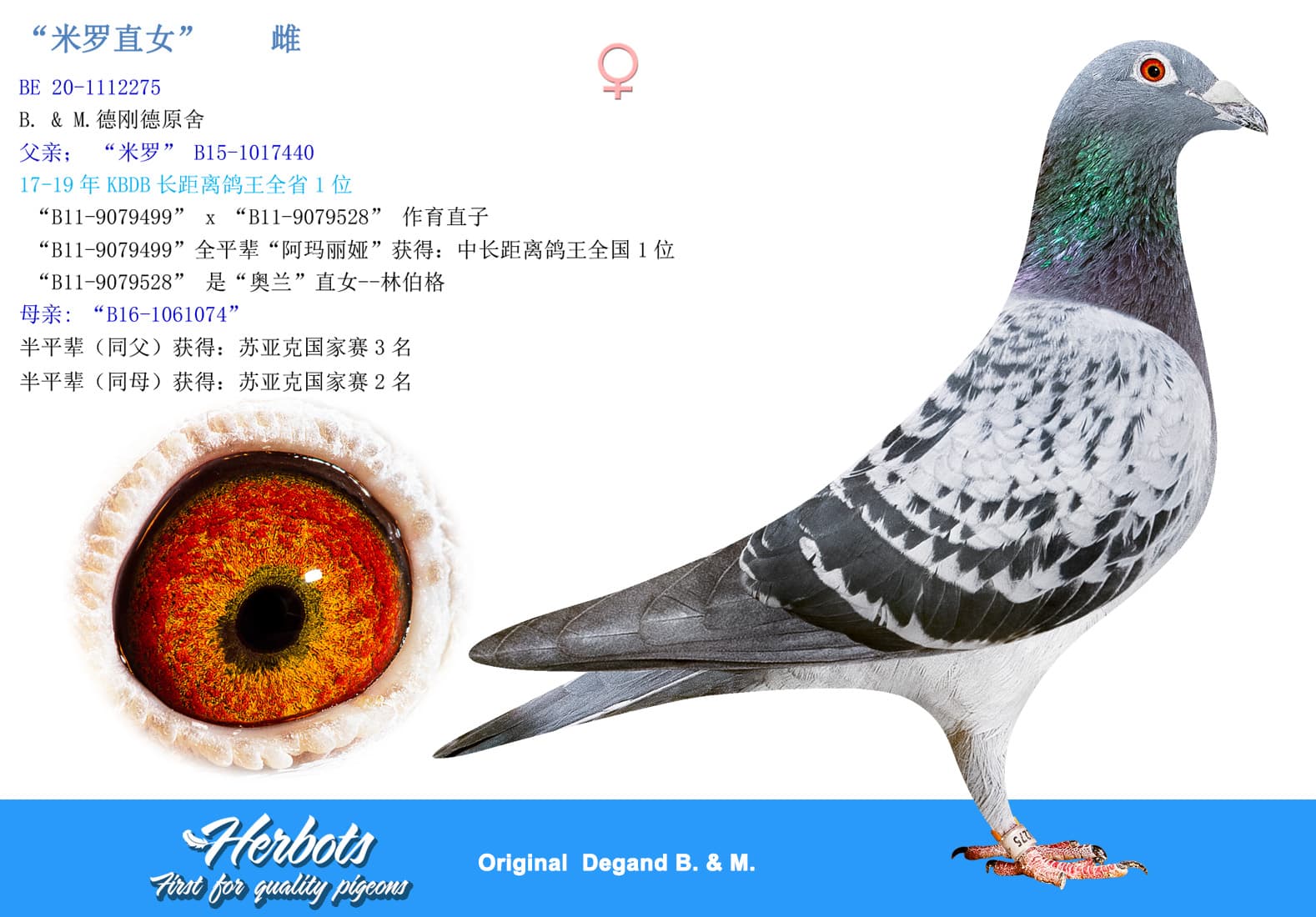 pigeon: undefined