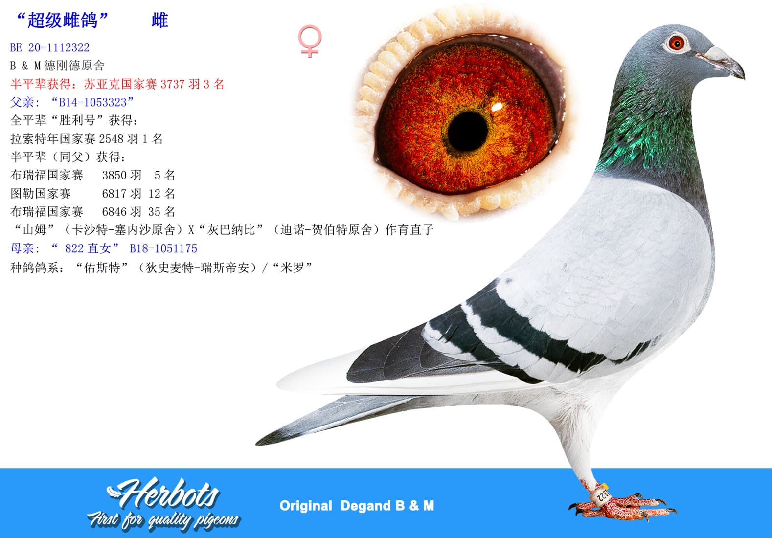 pigeon: undefined