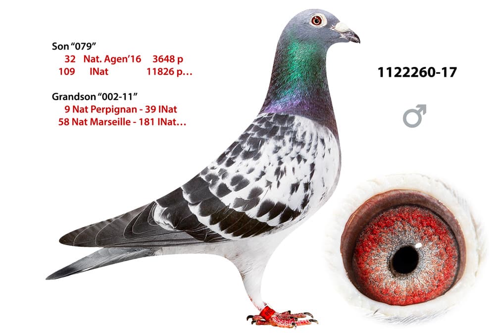 pigeon: undefined