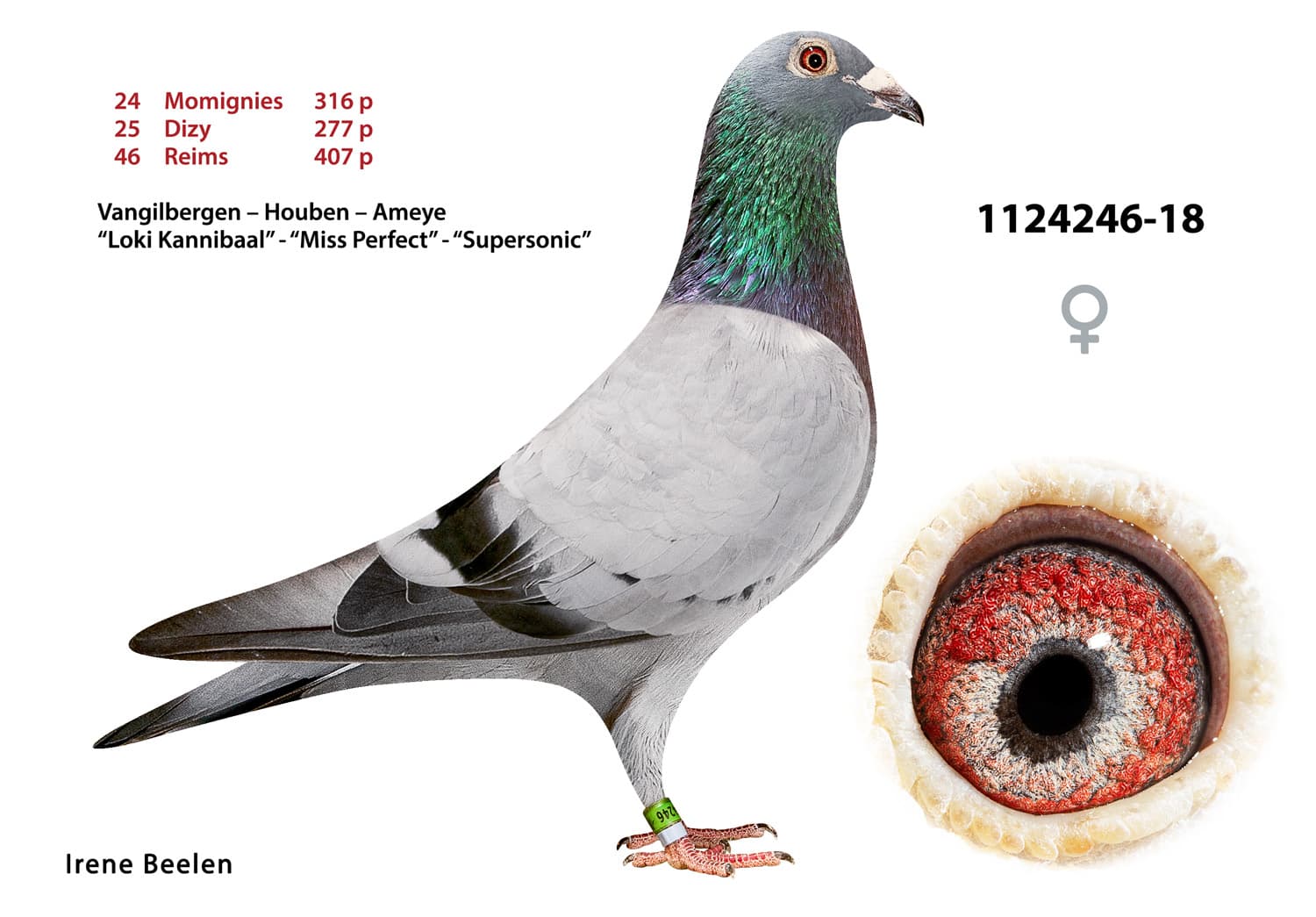 pigeon: undefined