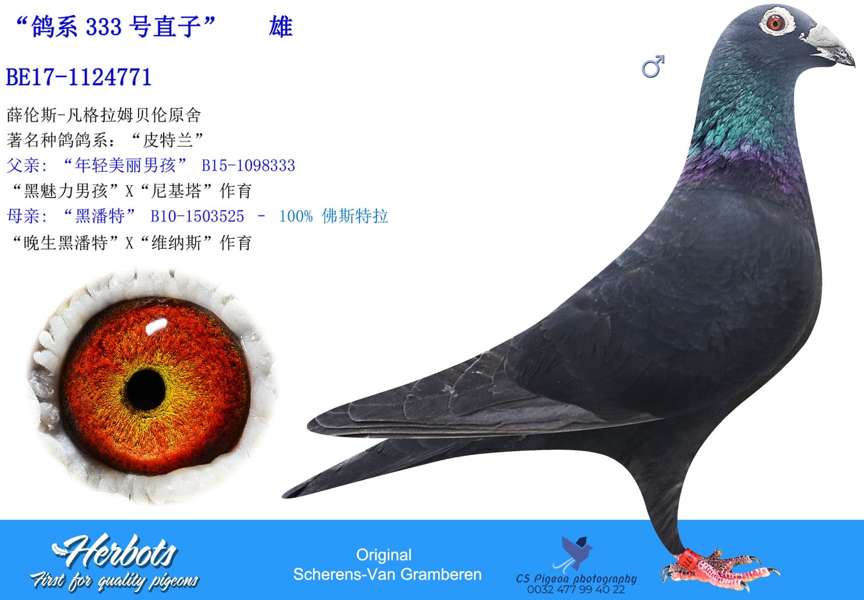 pigeon: “鸽系333号直子”
