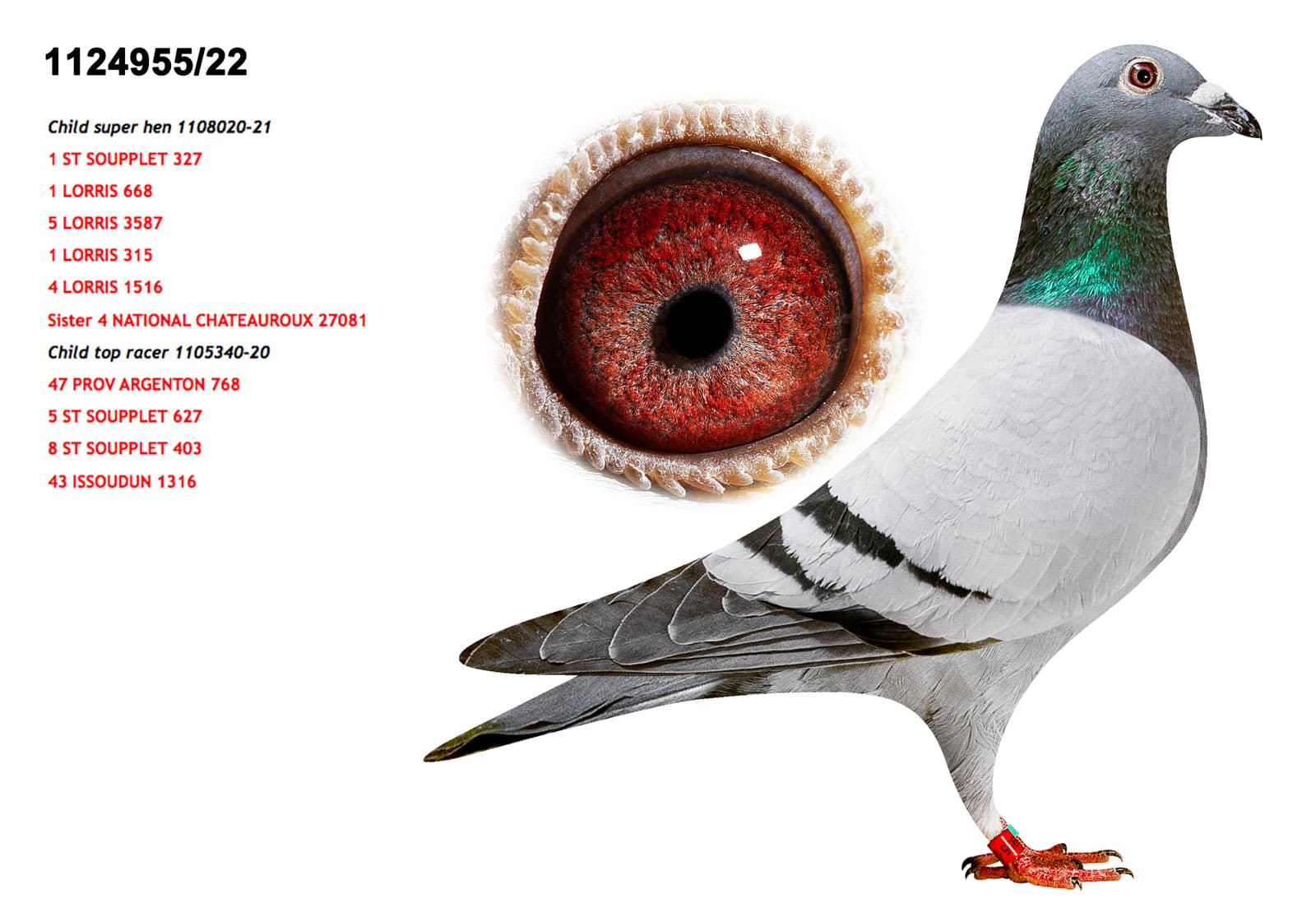 pigeon: Child 020