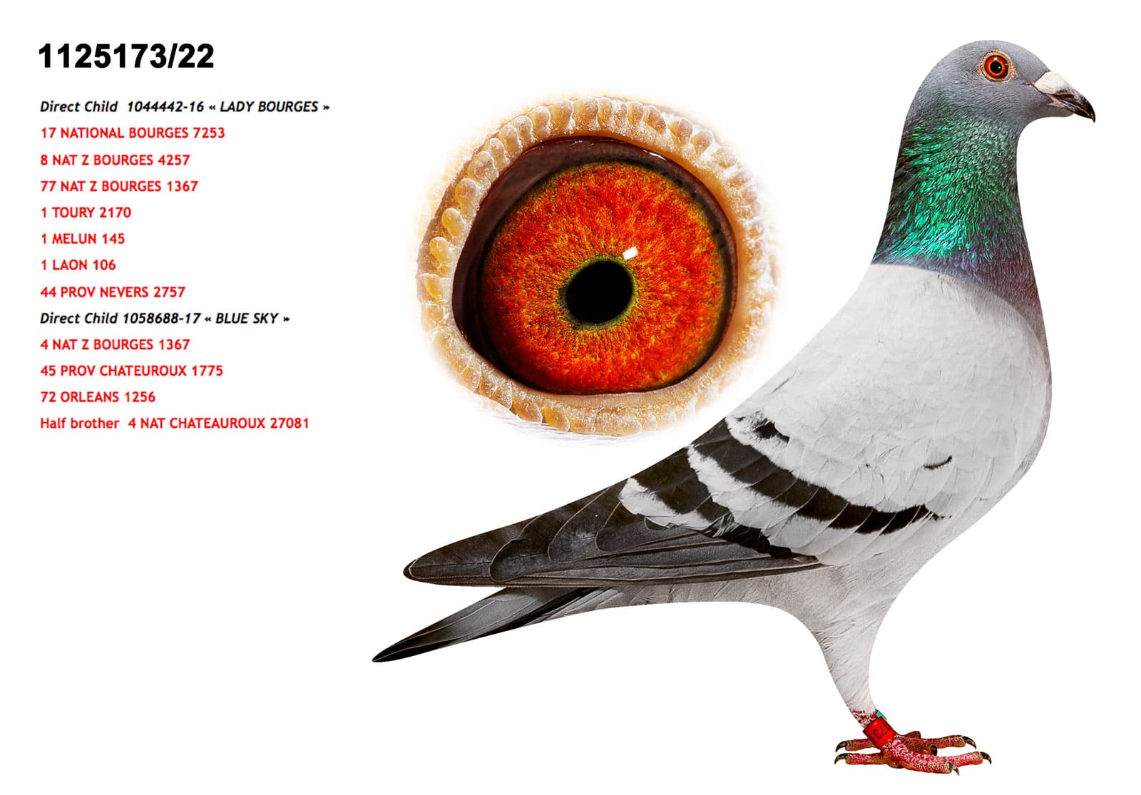 pigeon: undefined