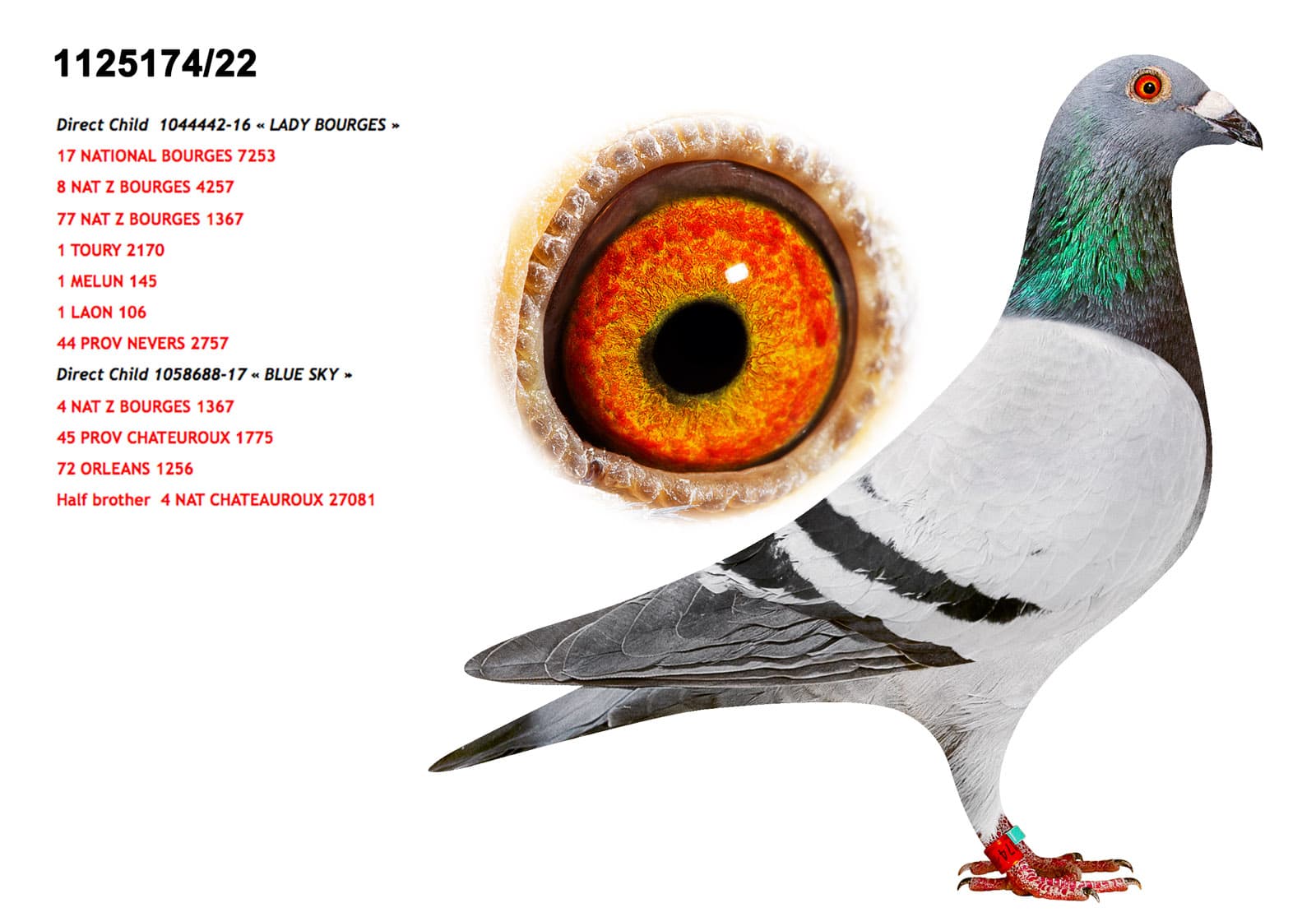 pigeon: undefined