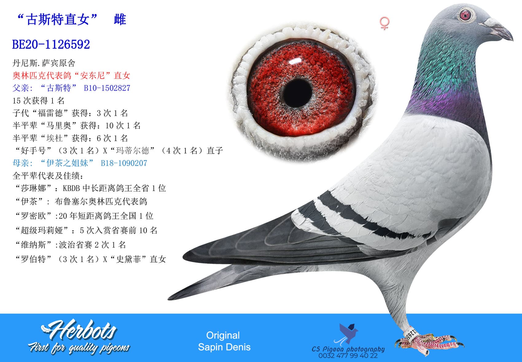 pigeon: undefined