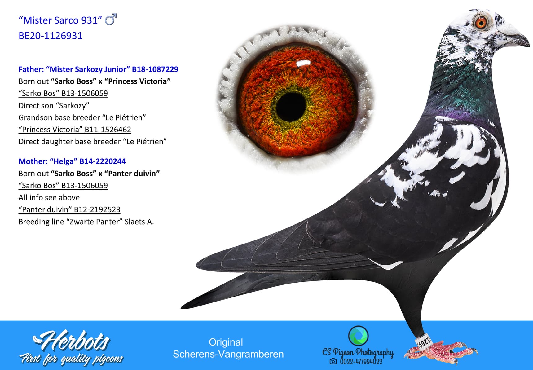 pigeon: “Mister Sarco 931”