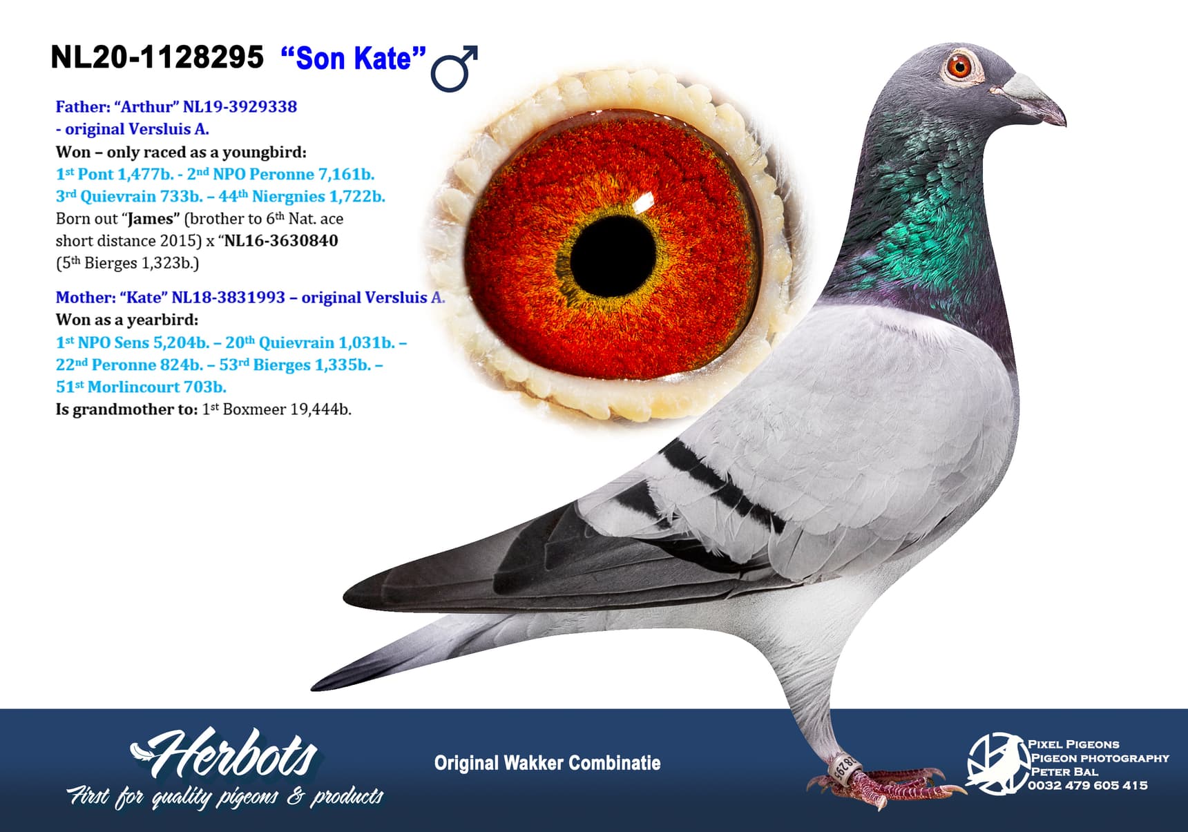 pigeon: undefined