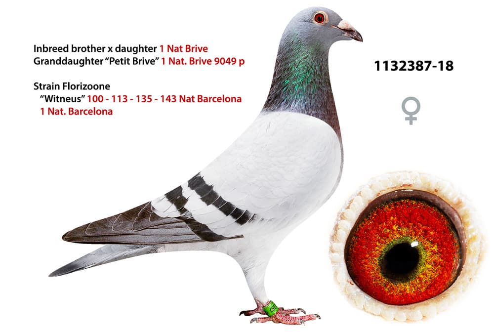 pigeon: undefined