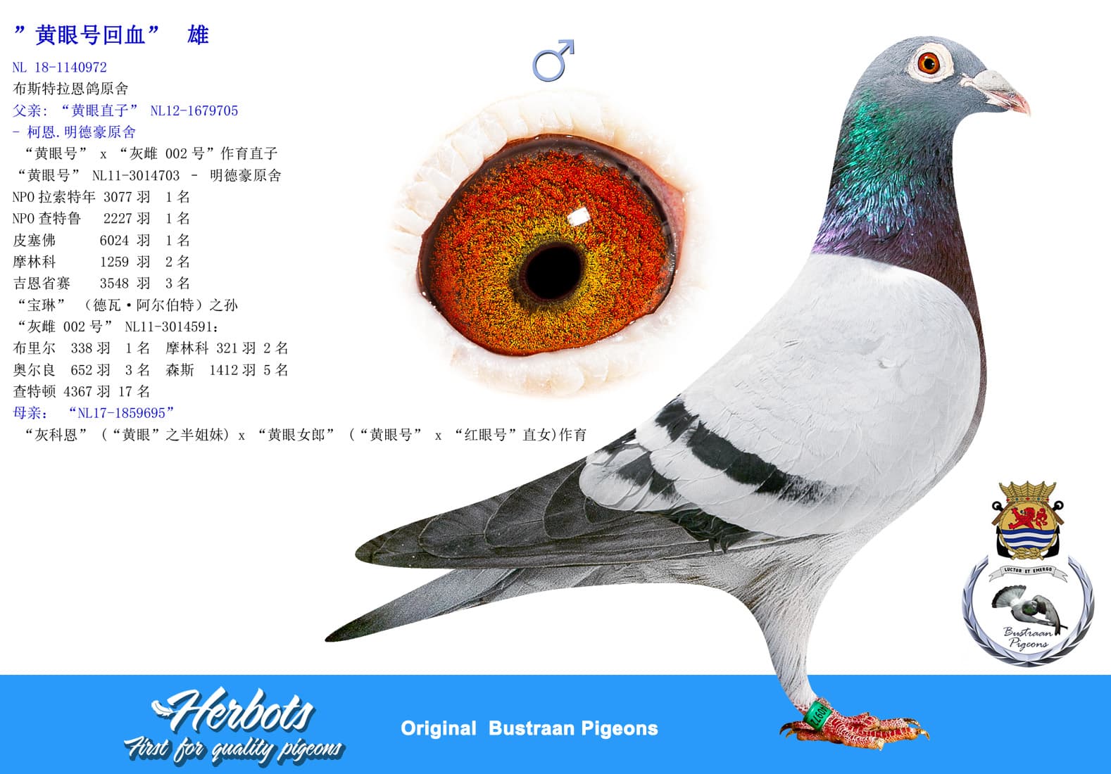pigeon: undefined