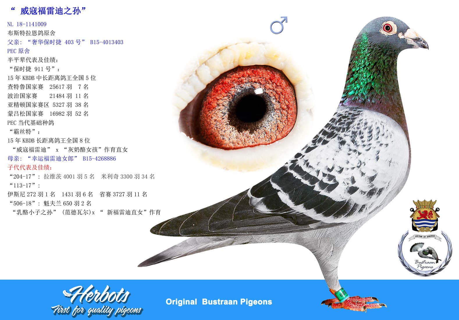 pigeon: undefined