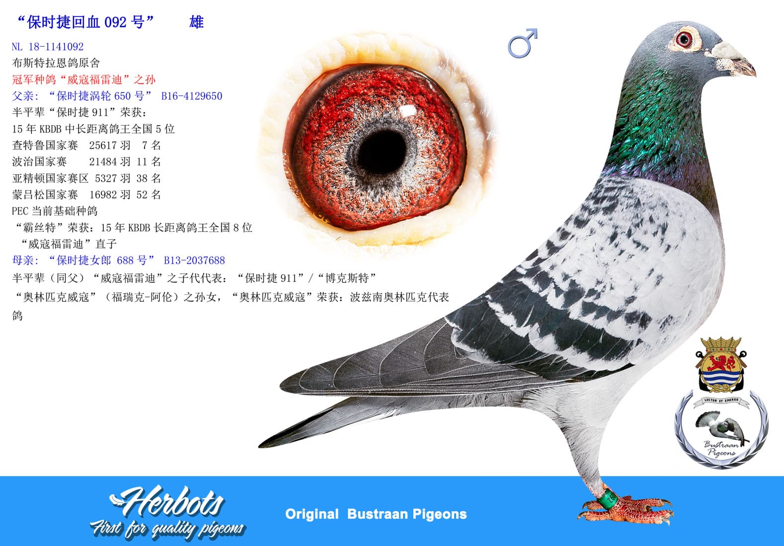 pigeon: undefined