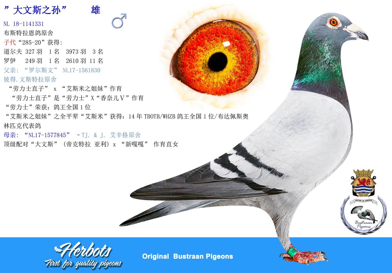 pigeon: undefined