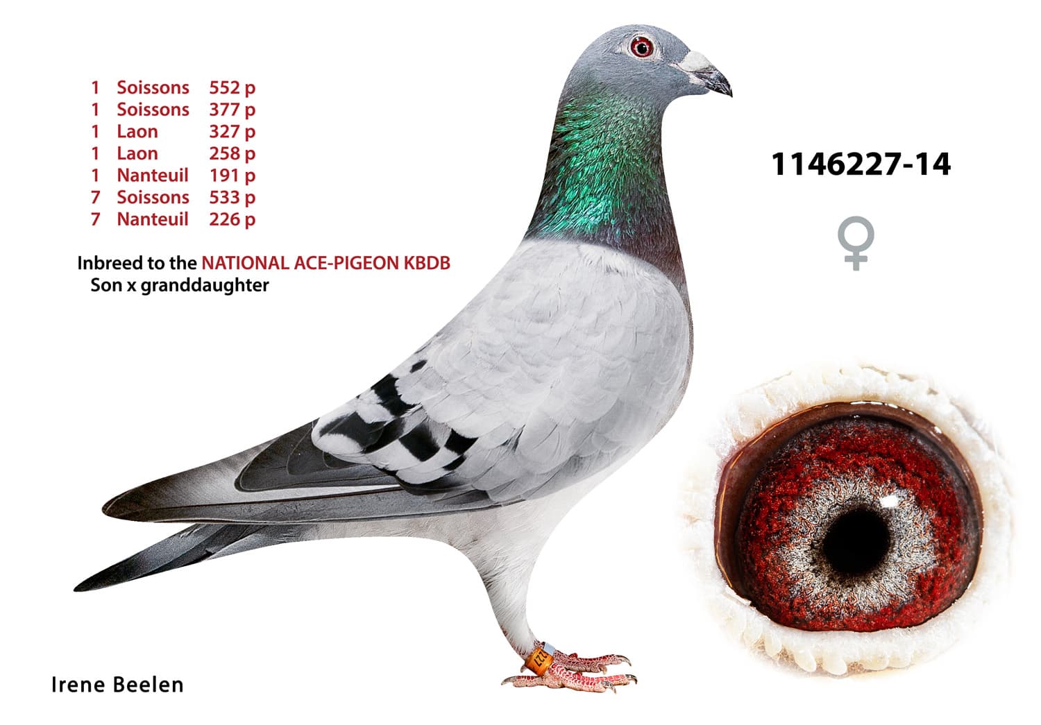 pigeon: undefined