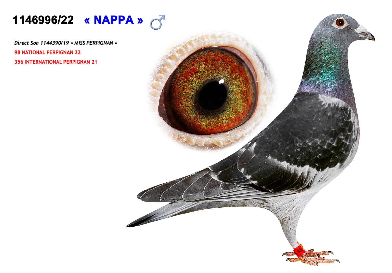 pigeon: Nappa