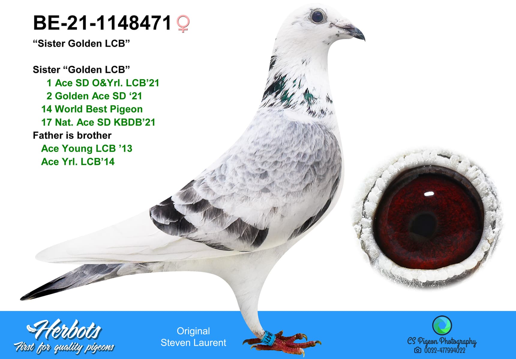 pigeon: undefined