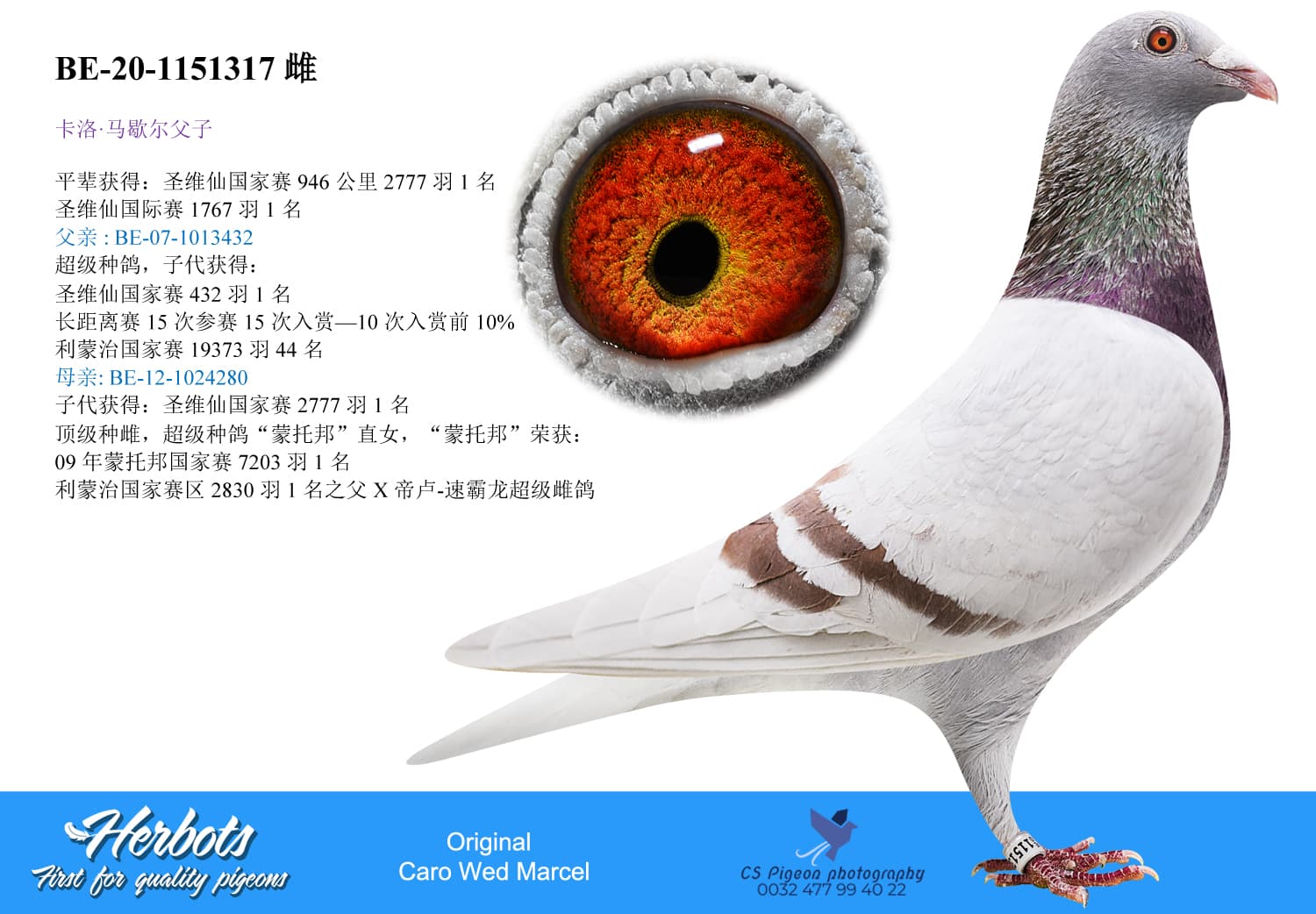 pigeon: undefined