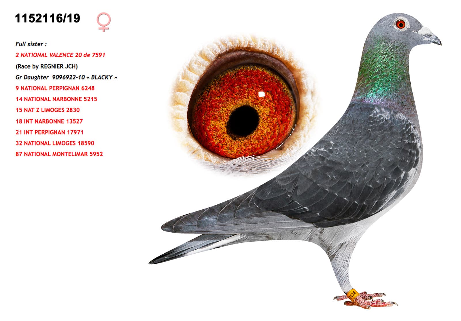 pigeon: undefined