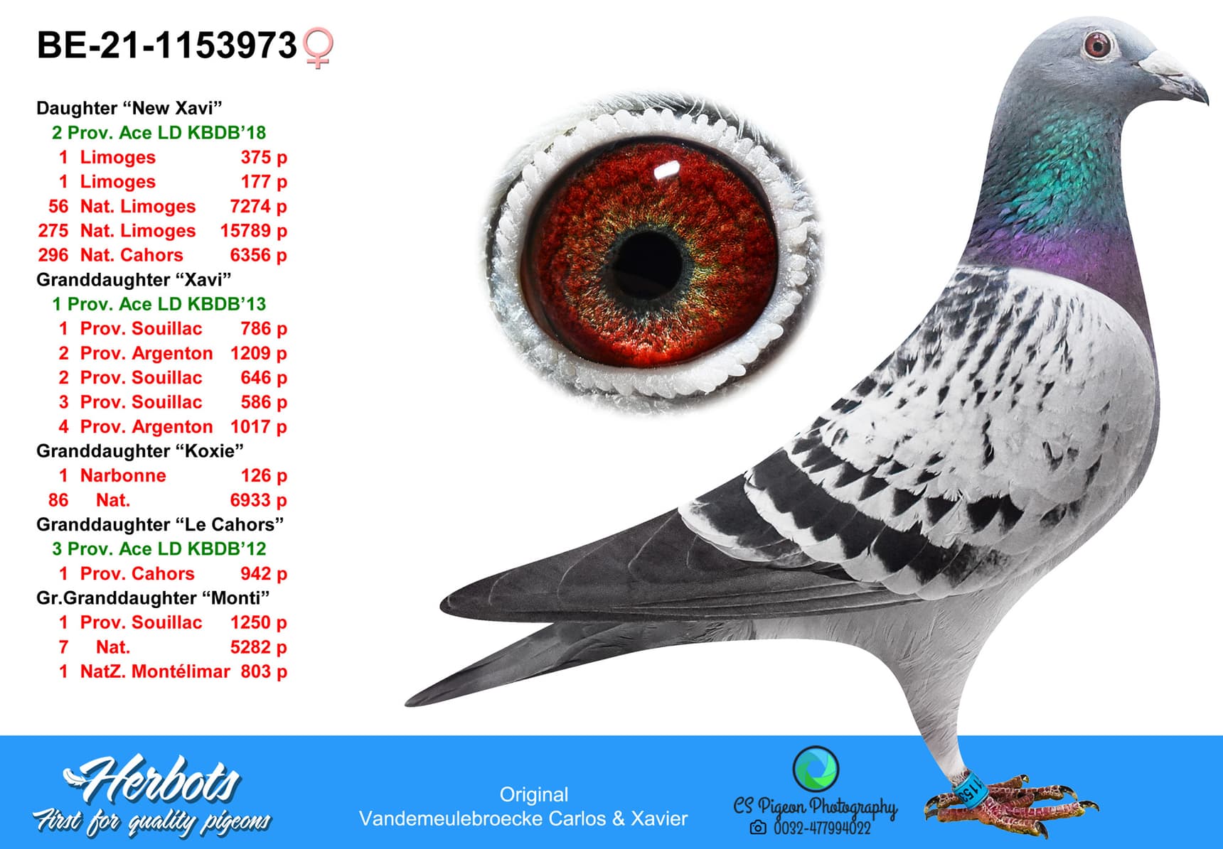 pigeon: undefined