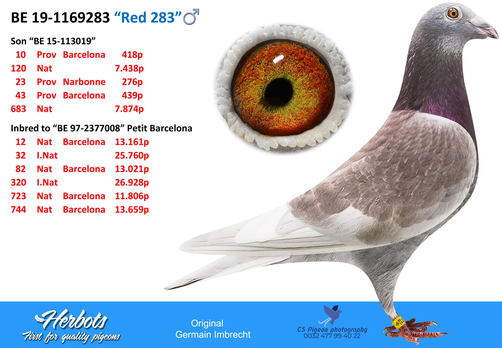 pigeon: undefined