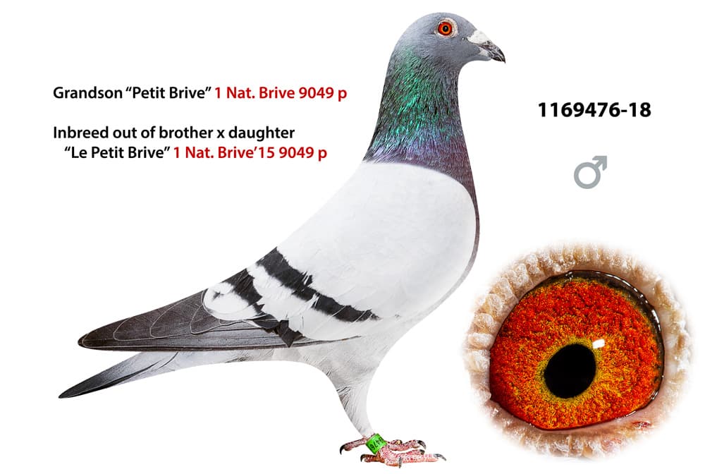 pigeon: Inbreed Petit Brive 476