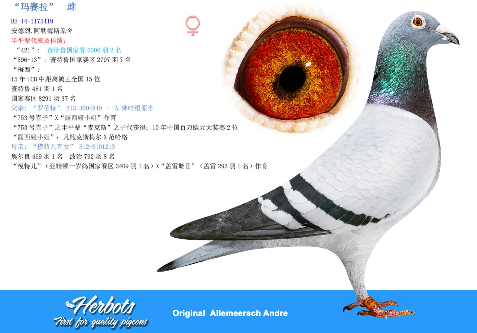 pigeon: undefined