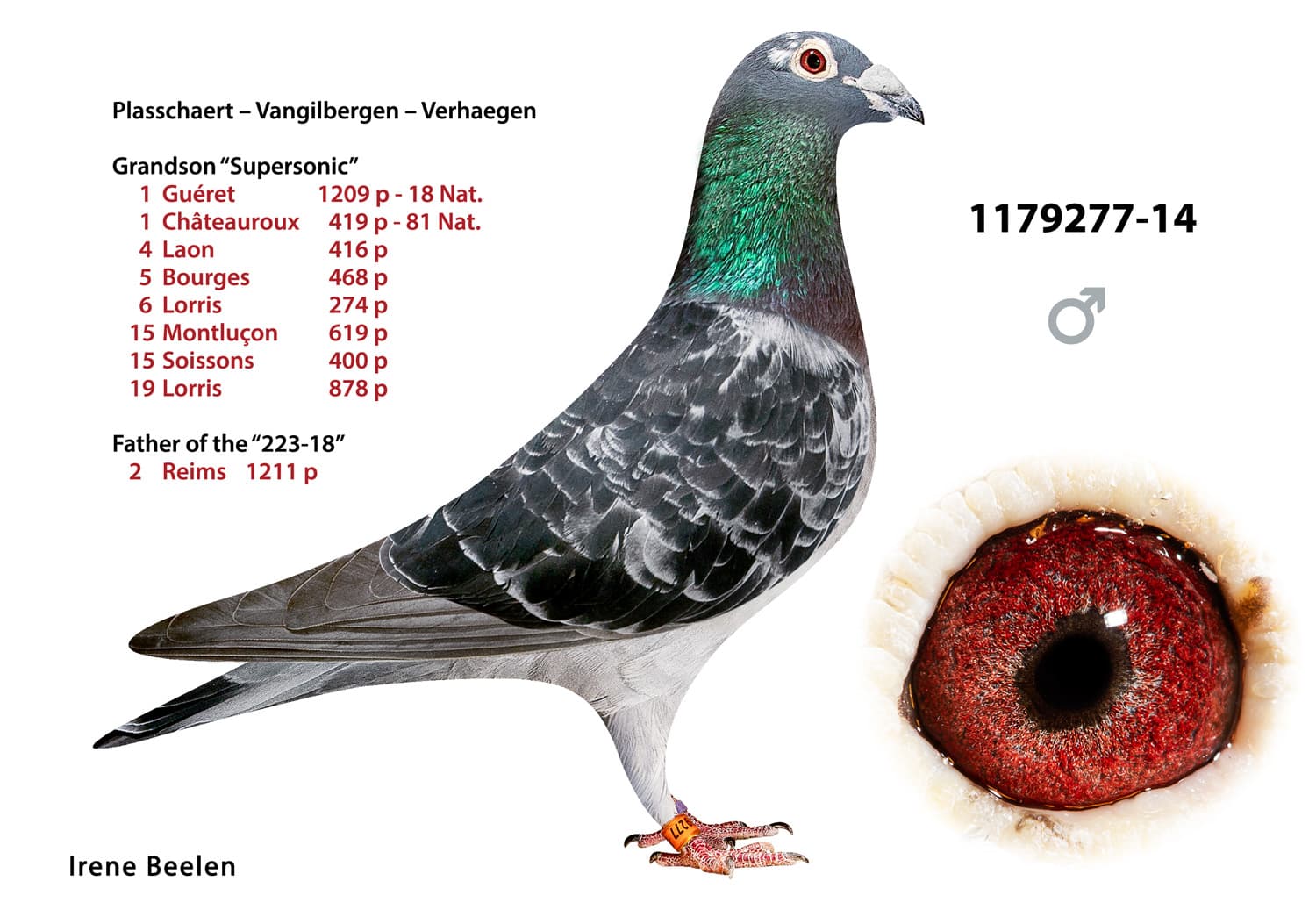 pigeon: undefined