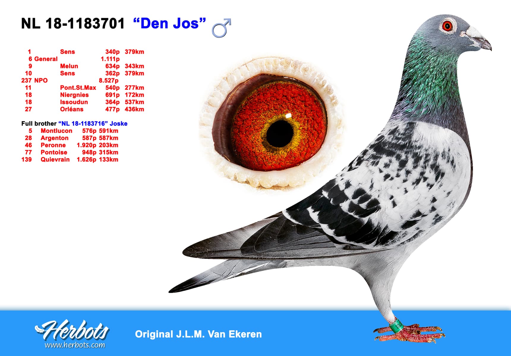 pigeon: undefined