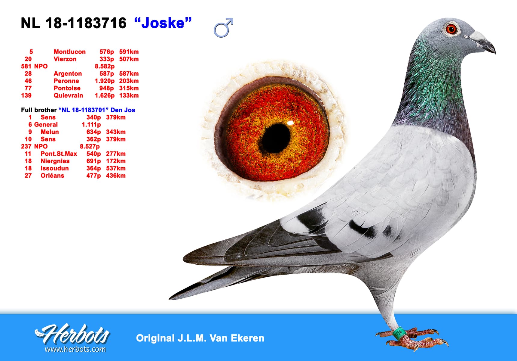 pigeon: undefined