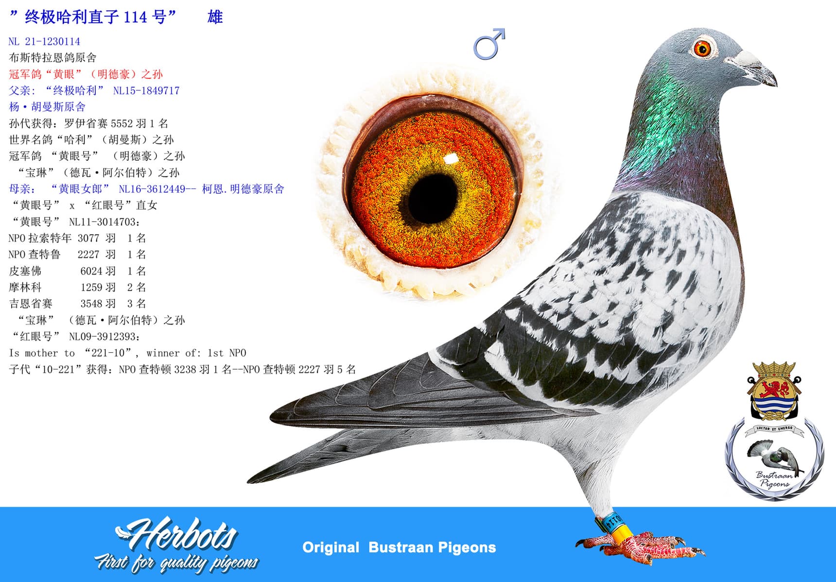 pigeon: undefined
