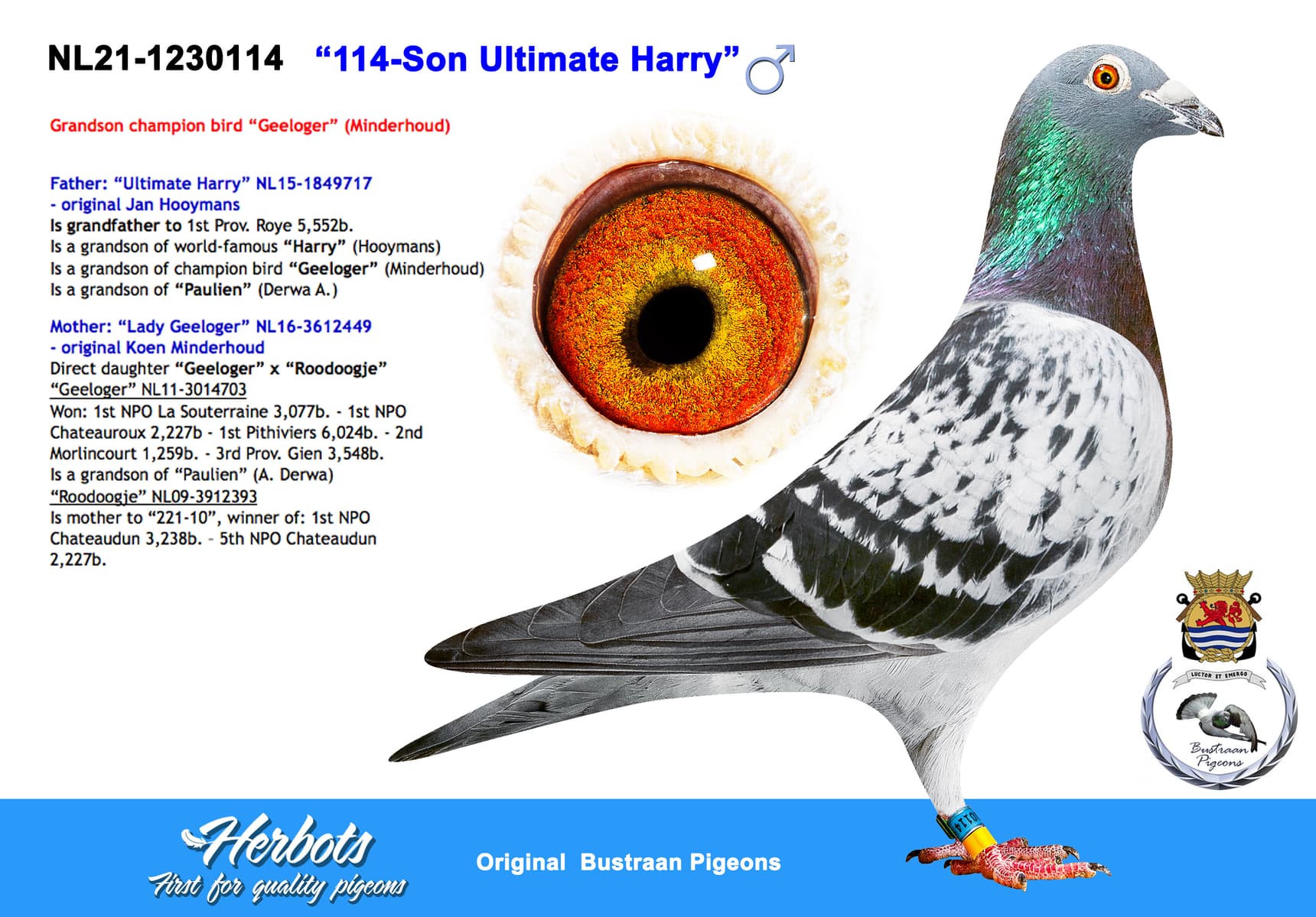 pigeon: ”114-Son Ultimate Harry”