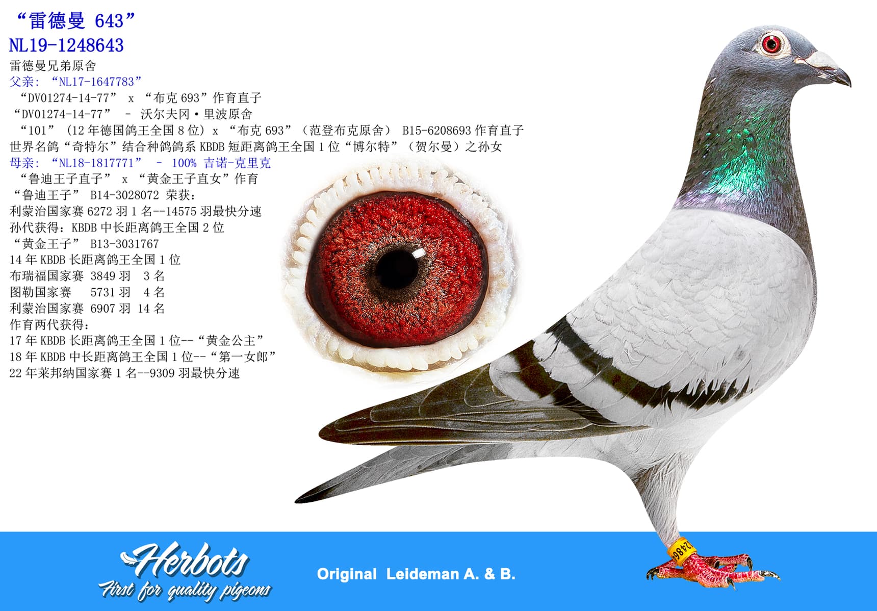 pigeon: “雷德曼 643”