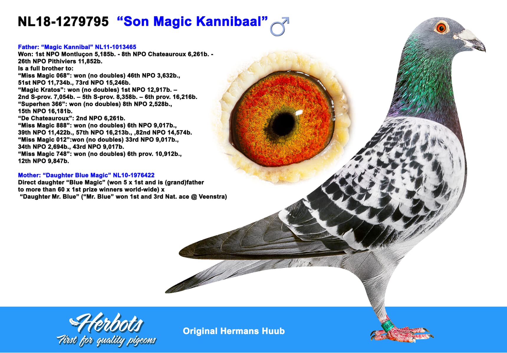 pigeon: undefined
