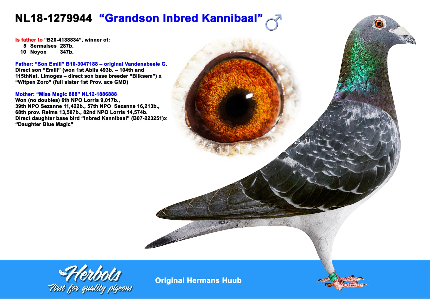 pigeon: undefined