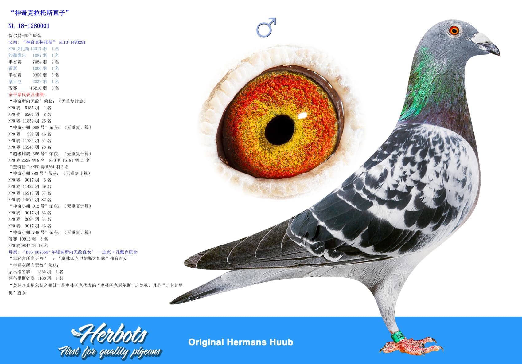 pigeon: “神奇克拉托斯直子”