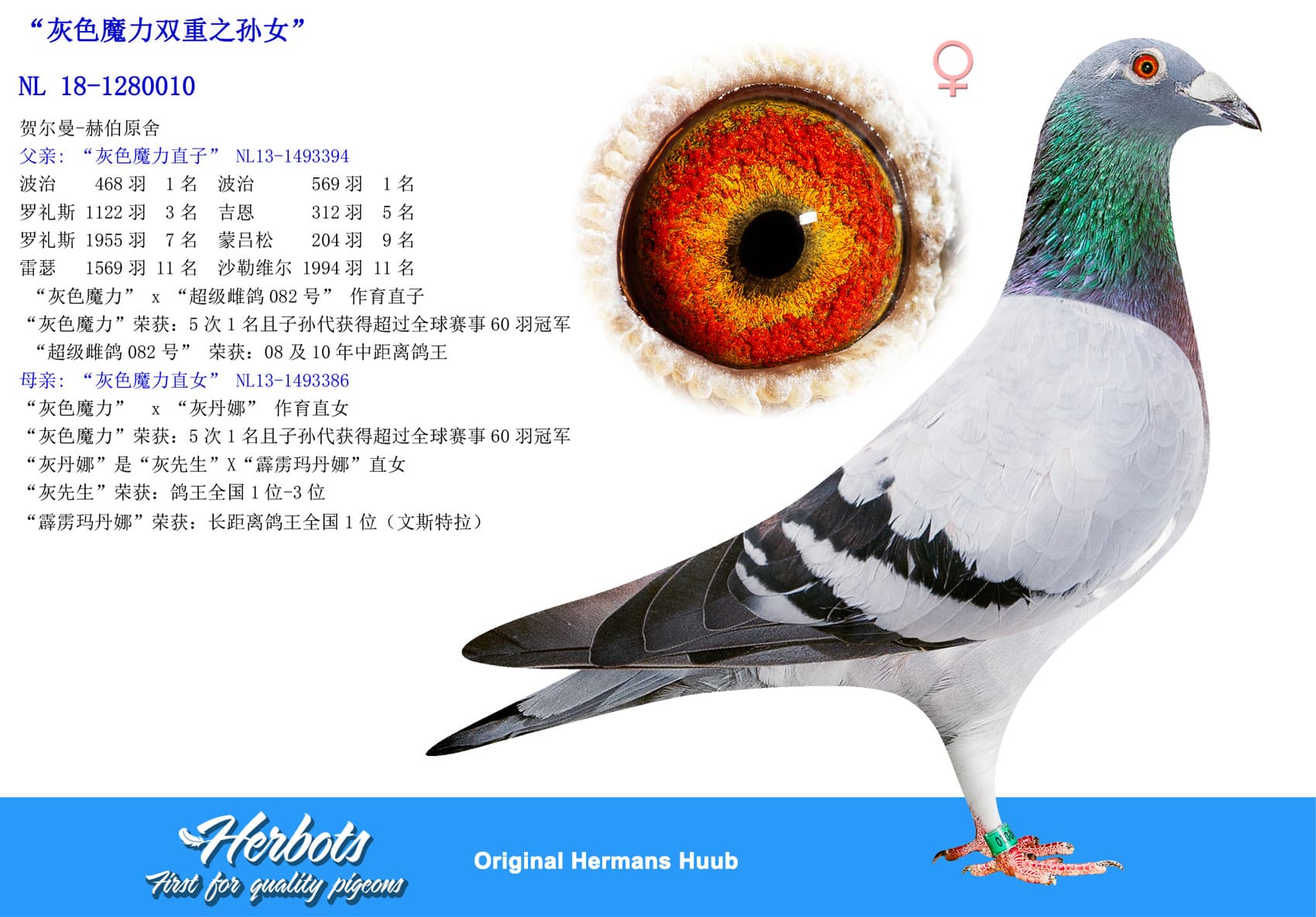 pigeon: “灰色魔力双重之孙女”