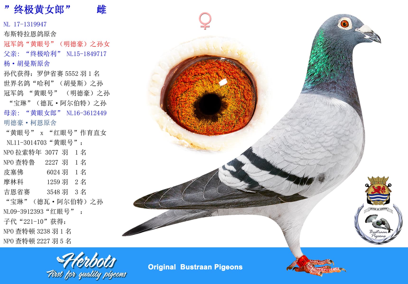pigeon: undefined