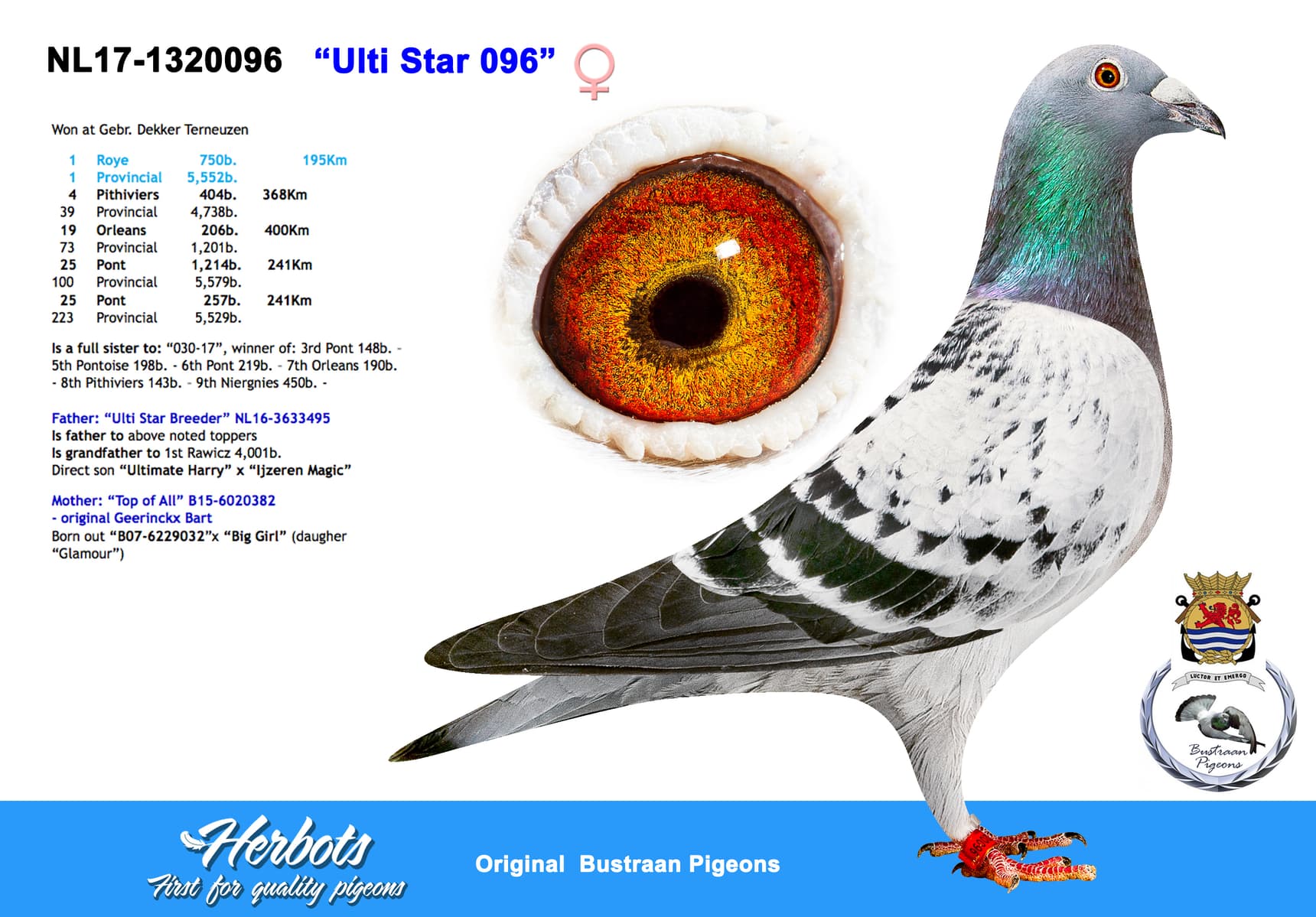 pigeon: ”Ulti Star 096”