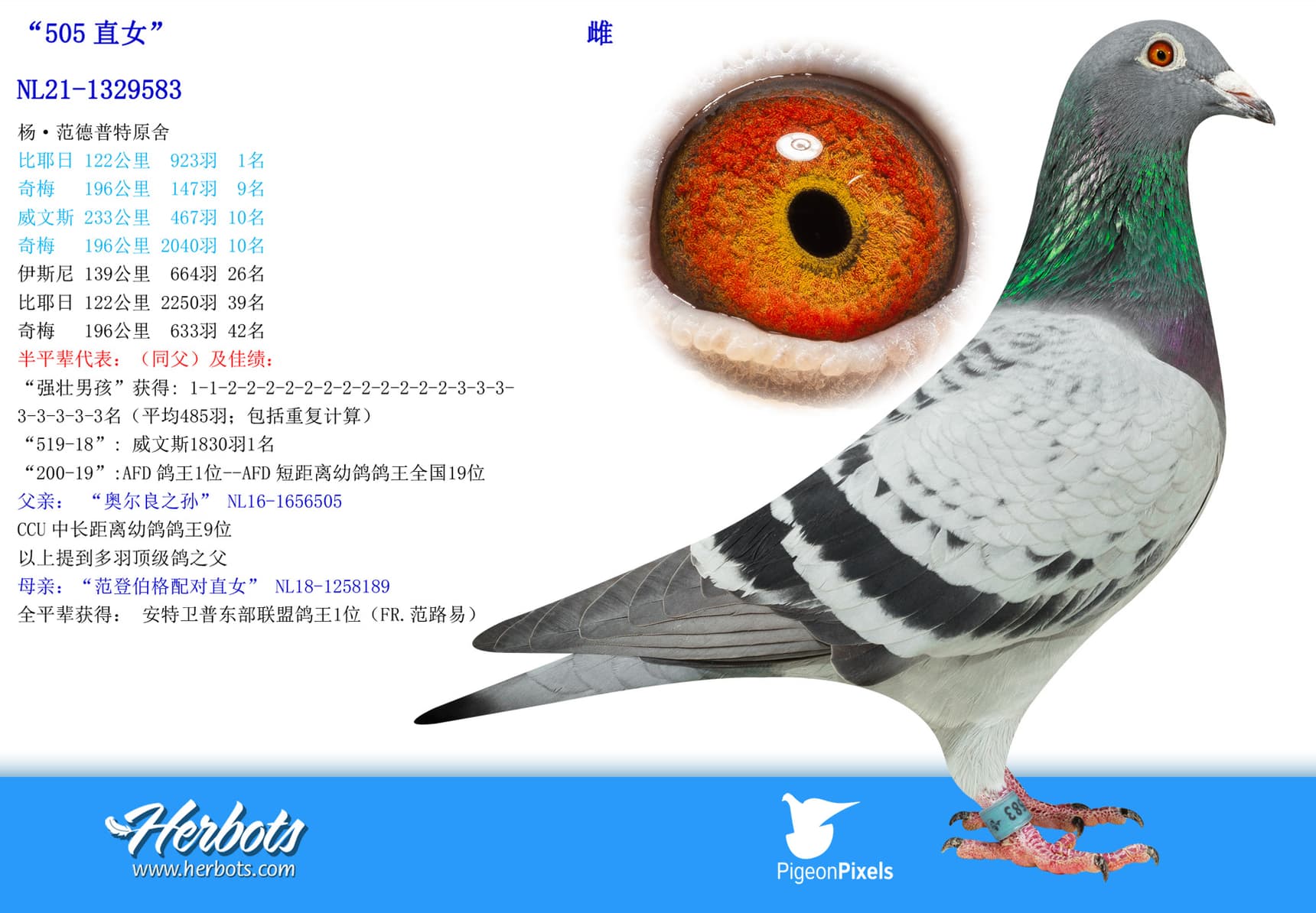 pigeon: undefined