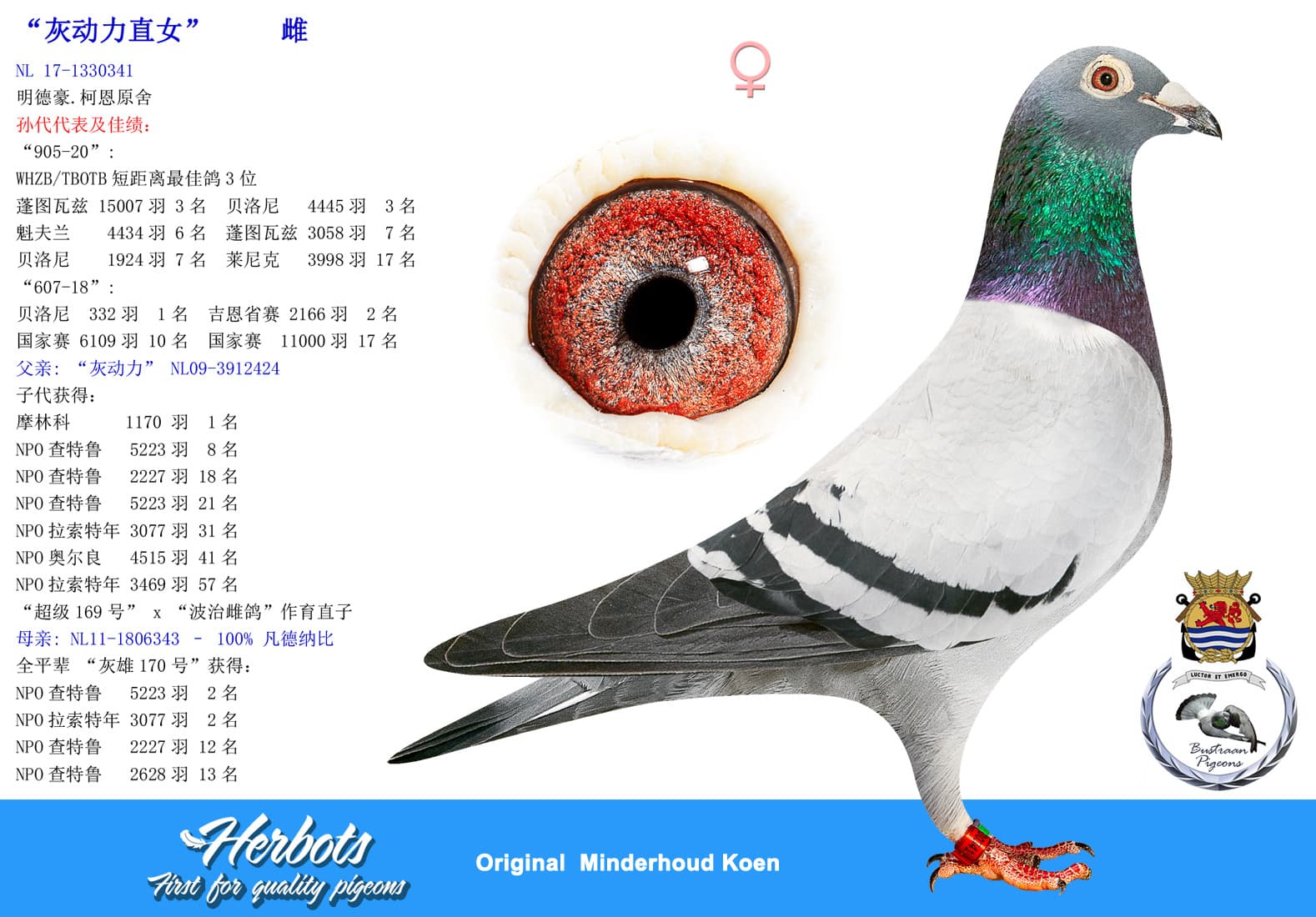 pigeon: undefined