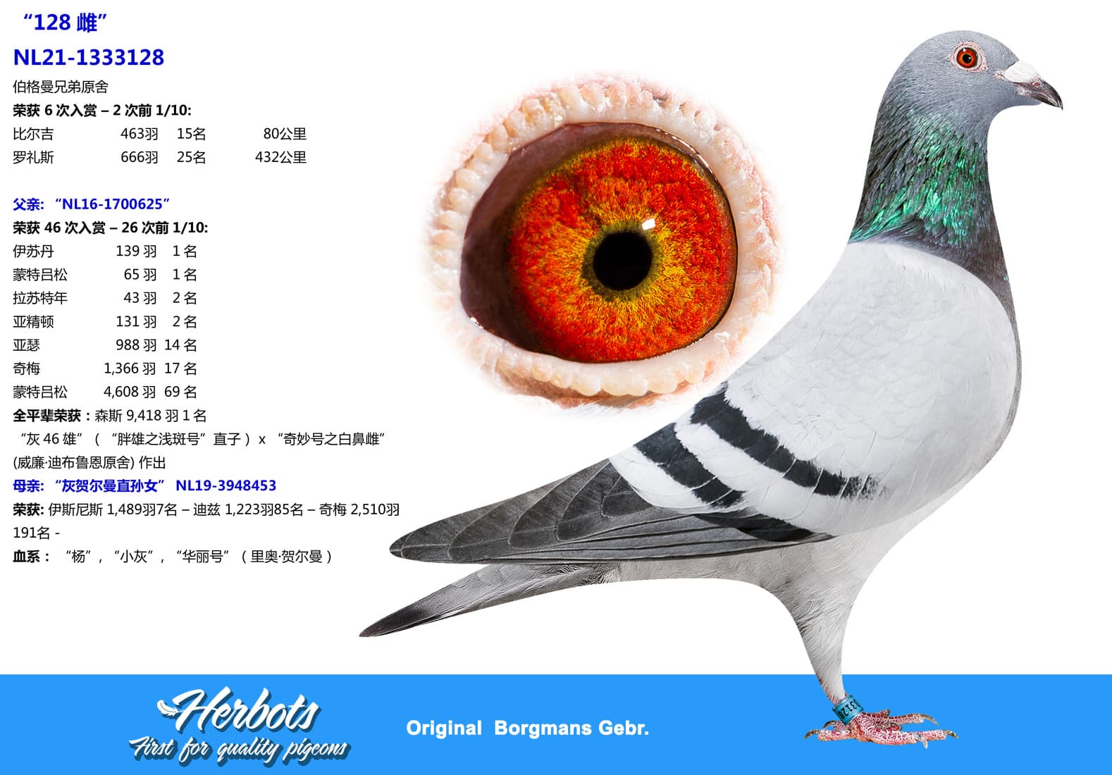 pigeon: undefined