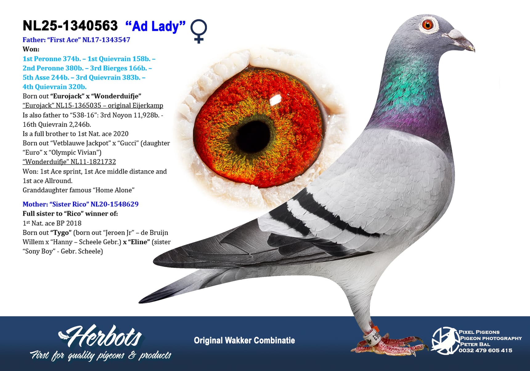 pigeon: undefined