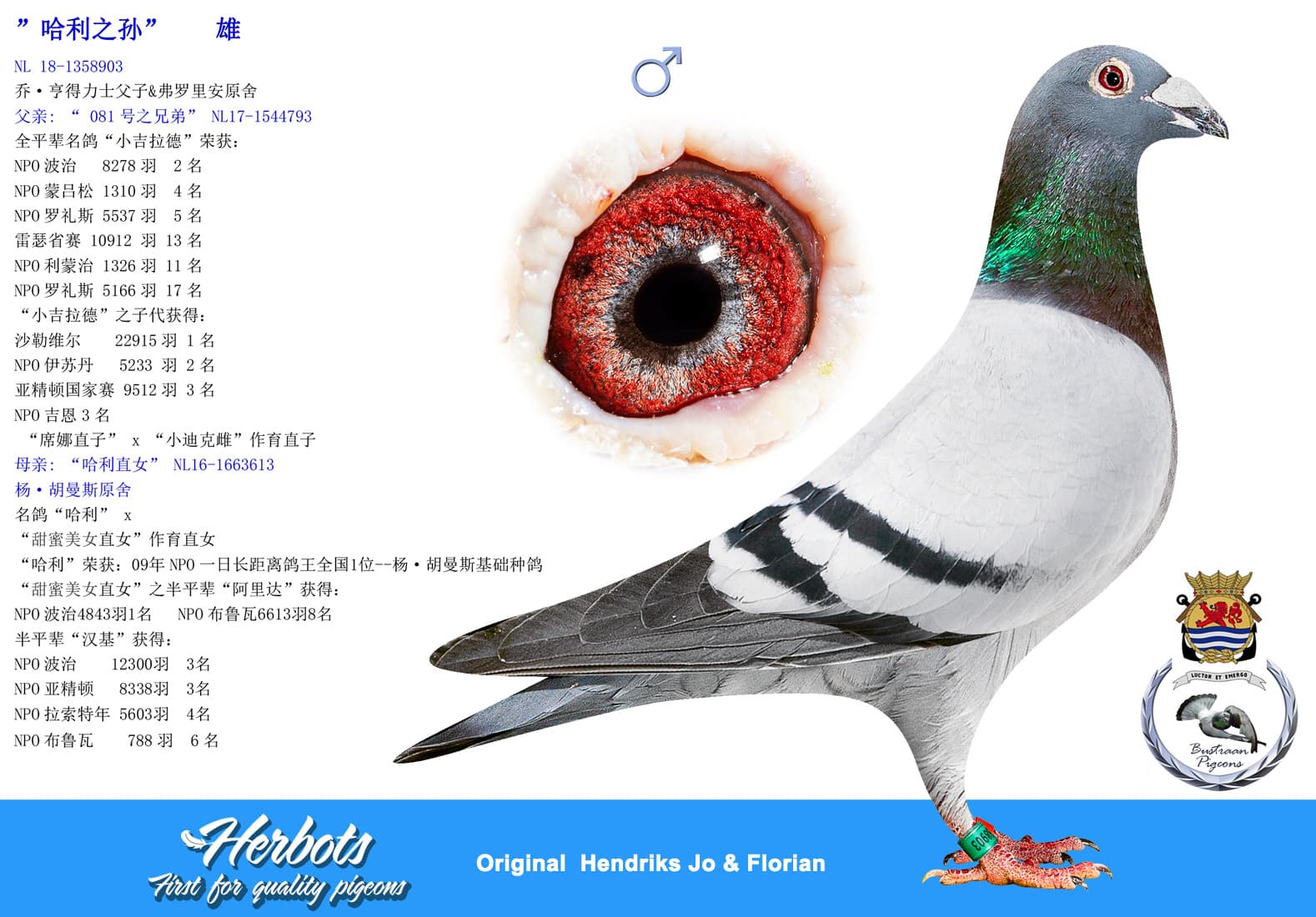 pigeon: undefined