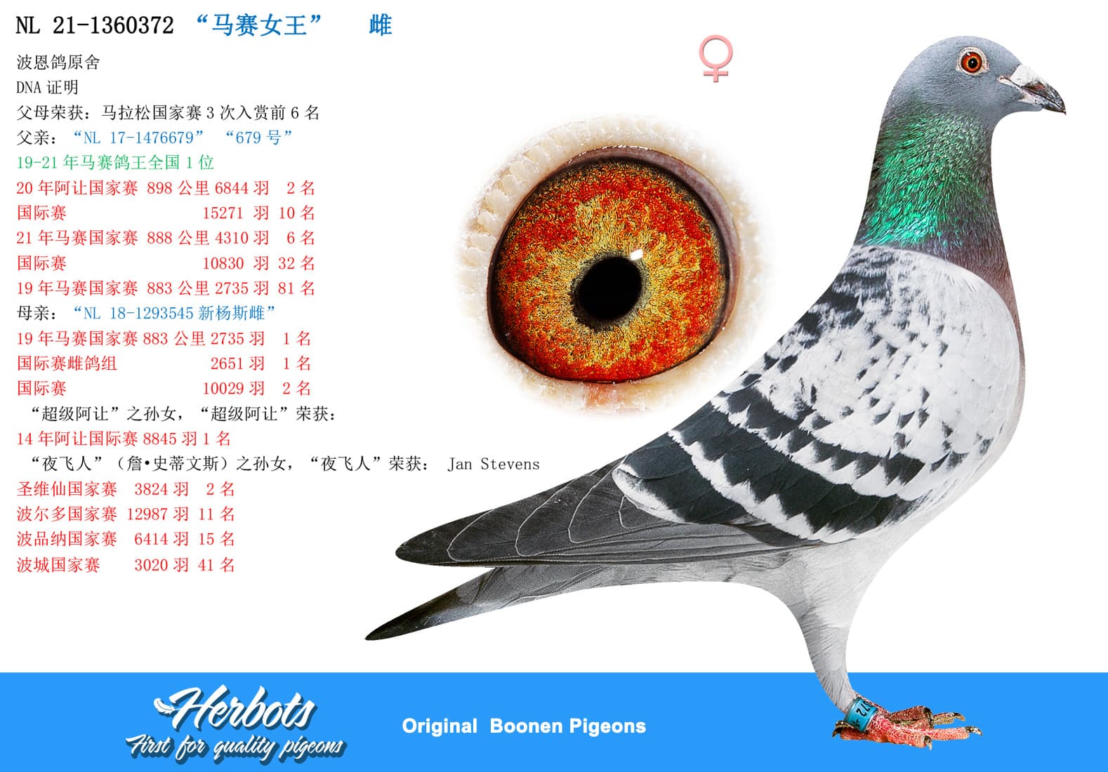 pigeon: undefined