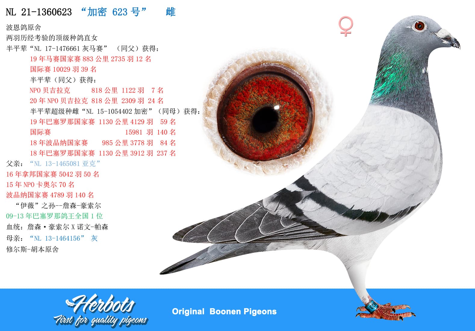 pigeon: undefined
