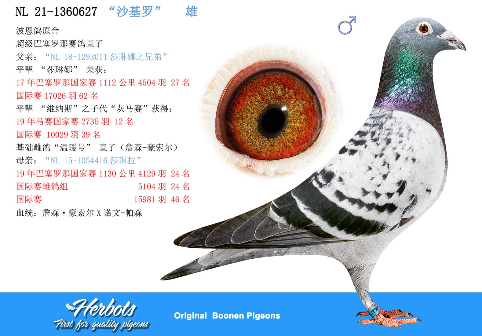 pigeon: undefined
