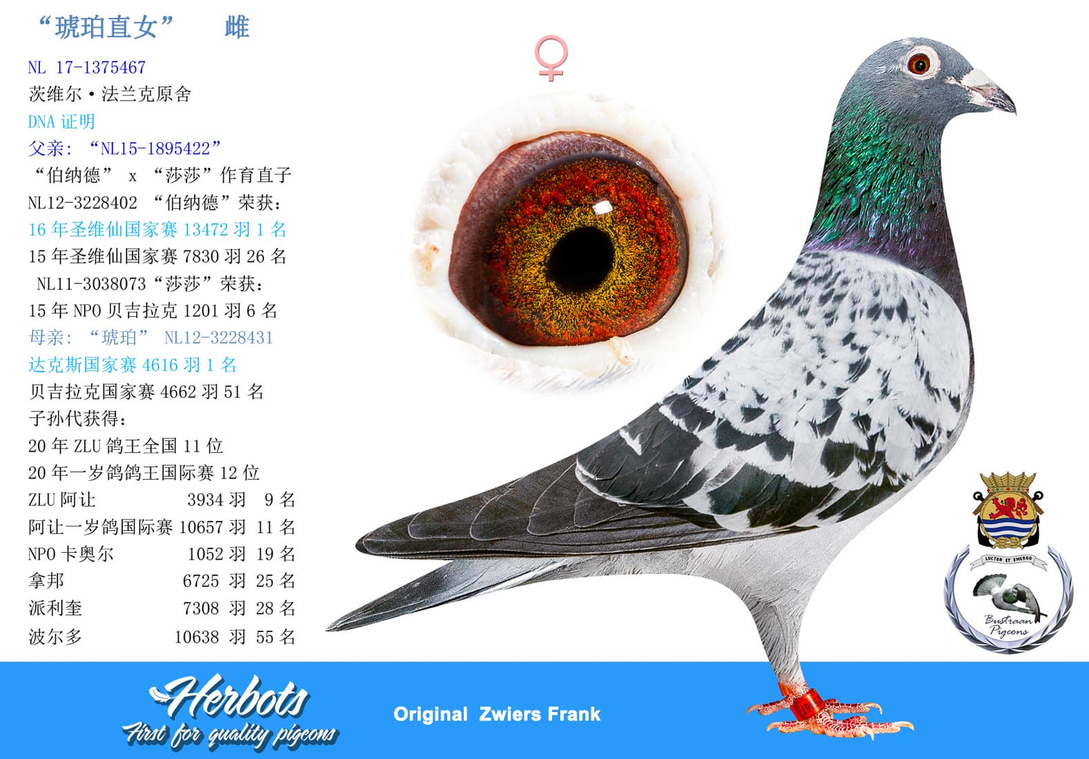 pigeon: undefined