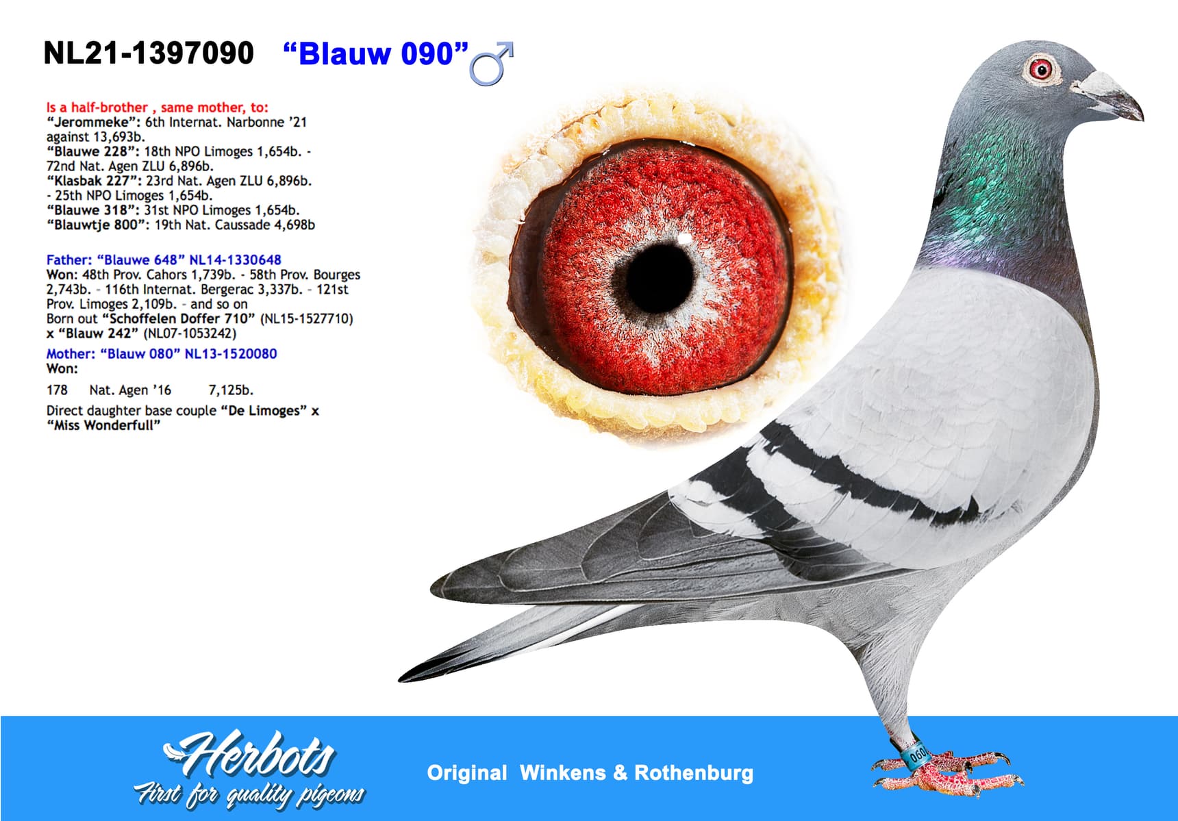 pigeon: “Blauw 090”