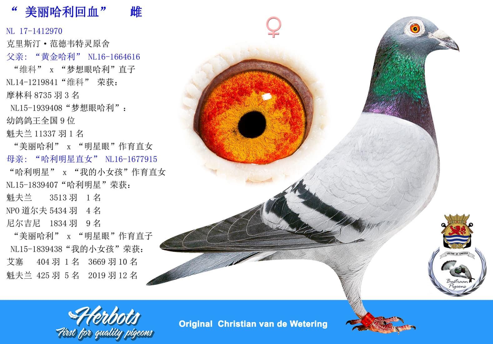 pigeon: undefined
