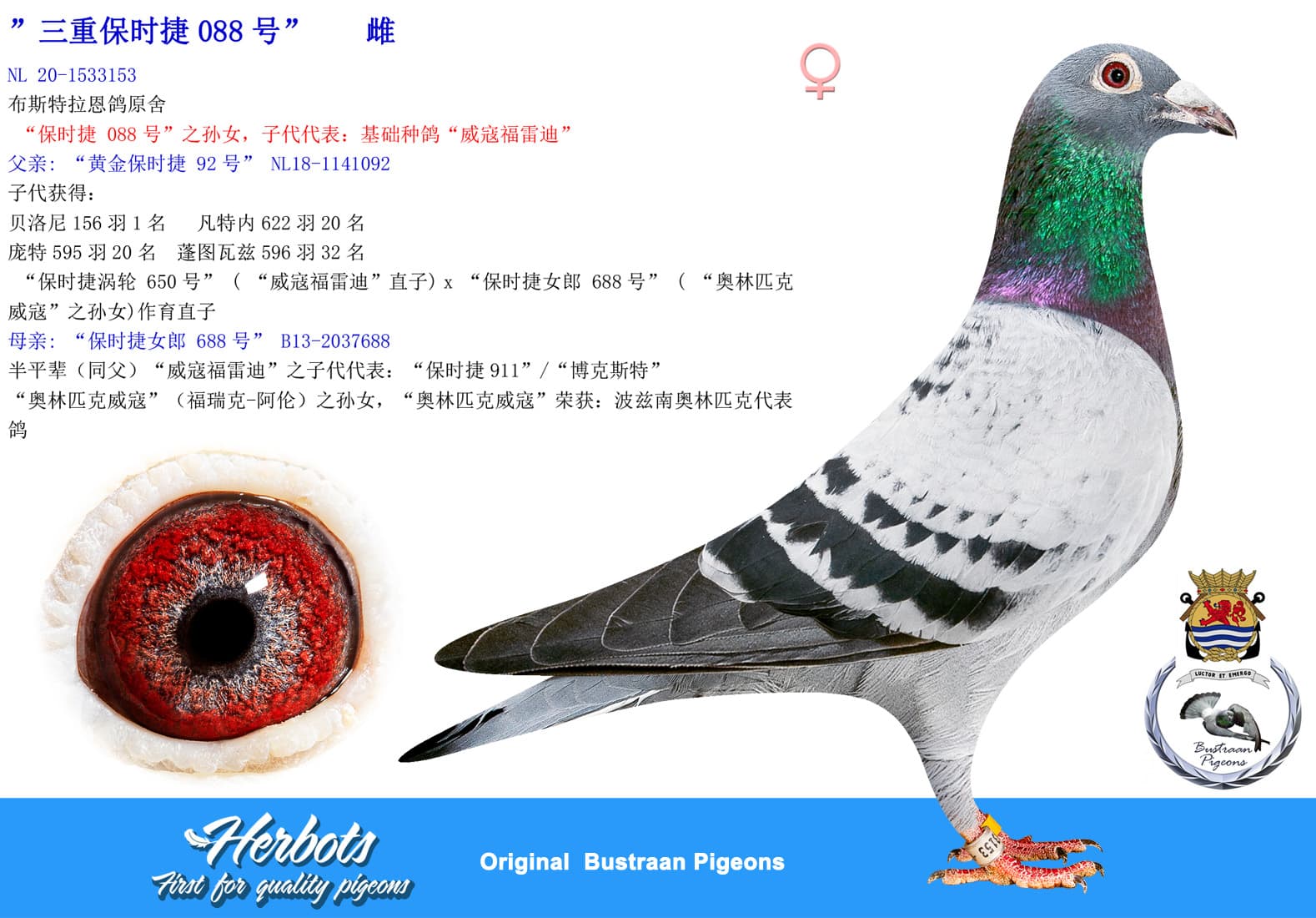 pigeon: undefined