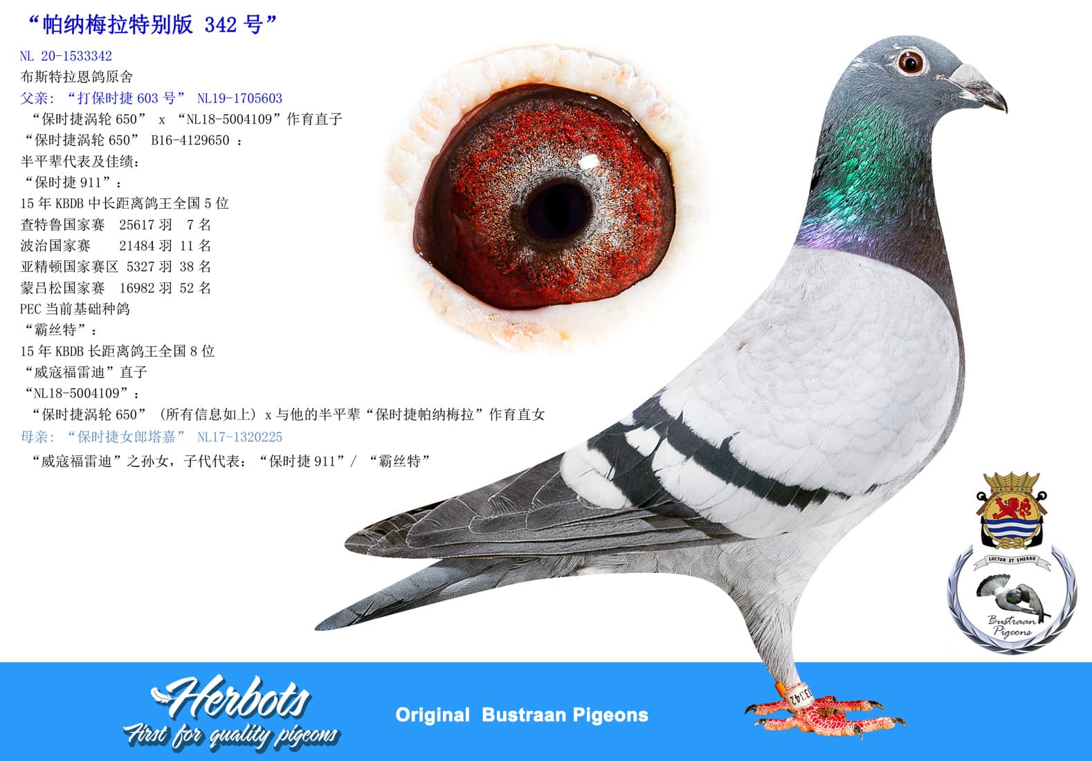 pigeon: “帕纳梅拉特别版 342号”